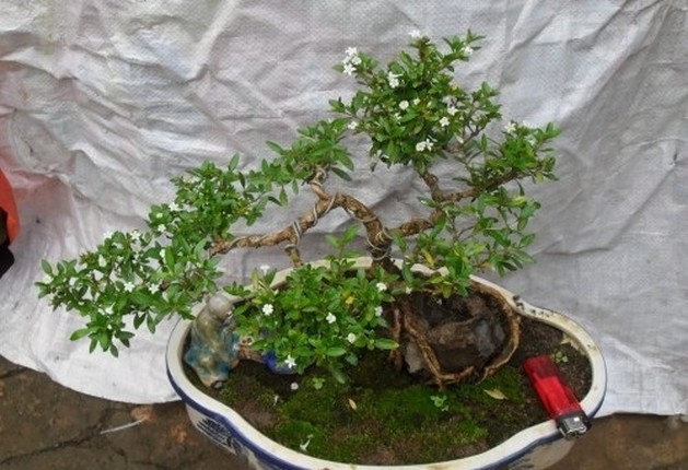 Man nhan ngam bach tuyet mai bonsai tuyet dep chung Tet-Hinh-3