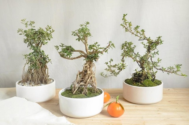 Man nhan ngam bach tuyet mai bonsai tuyet dep chung Tet-Hinh-6