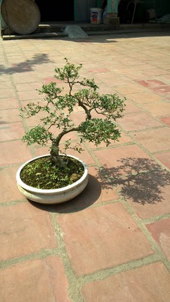 Man nhan ngam bach tuyet mai bonsai tuyet dep chung Tet-Hinh-7