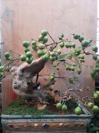 Nhung chau bonsai triu qua doc la choi Tet-Hinh-10