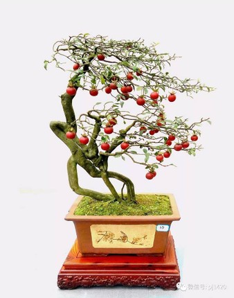 Nhung chau bonsai triu qua doc la choi Tet-Hinh-2