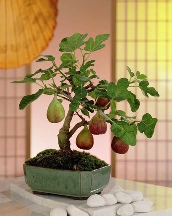 Nhung chau bonsai triu qua doc la choi Tet-Hinh-6