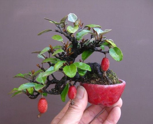 Nhung chau bonsai triu qua doc la choi Tet-Hinh-9