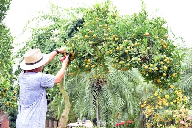 Loat bonsai hinh rong doc dao hut khach Tet Giap Thin 2024-Hinh-3