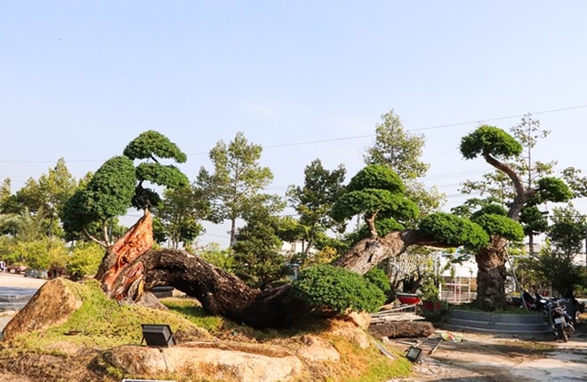 Loat bonsai hinh rong doc dao hut khach Tet Giap Thin 2024-Hinh-8