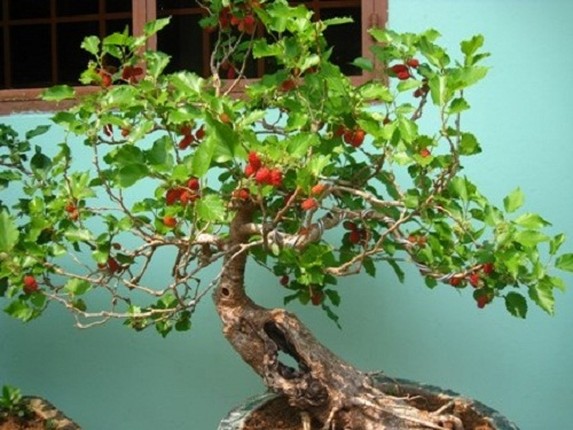 Me man loat bonsai dau tam dep hut mat-Hinh-2