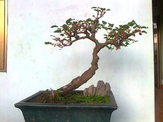 Me man loat bonsai dau tam dep hut mat-Hinh-9
