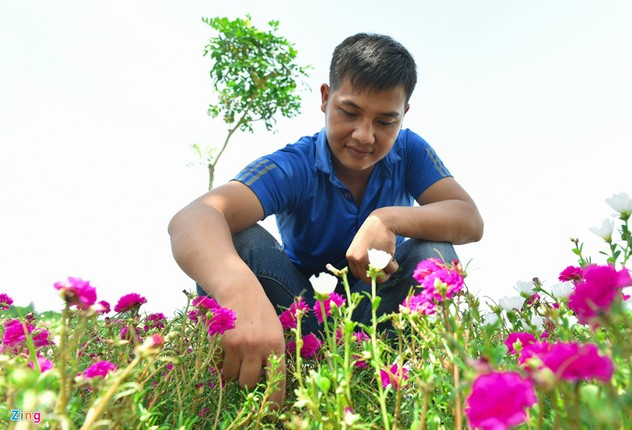 Duong hoa muoi gio dep nhu mo giua Ha Noi-Hinh-5