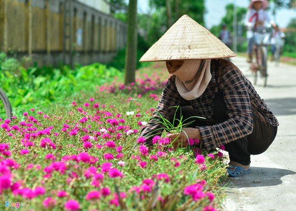 Duong hoa muoi gio dep nhu mo giua Ha Noi-Hinh-7