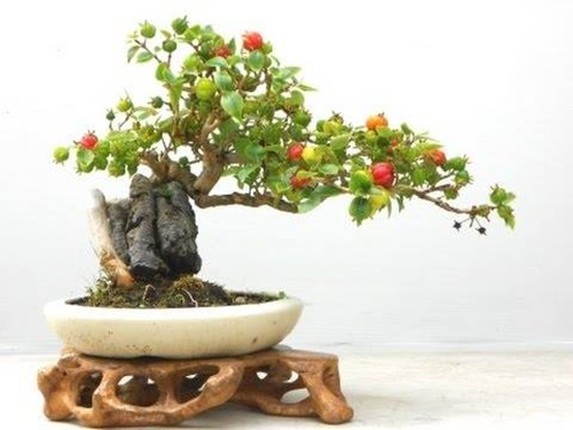 Me tit nhung chau bonsai cherry dep hut mat-Hinh-3