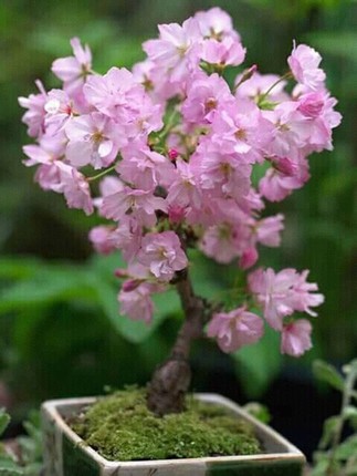 Me tit nhung chau bonsai cherry dep hut mat-Hinh-4