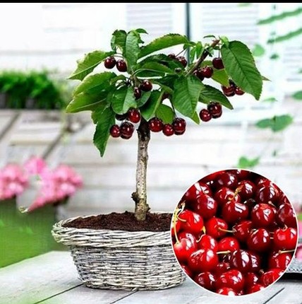Me tit nhung chau bonsai cherry dep hut mat-Hinh-5
