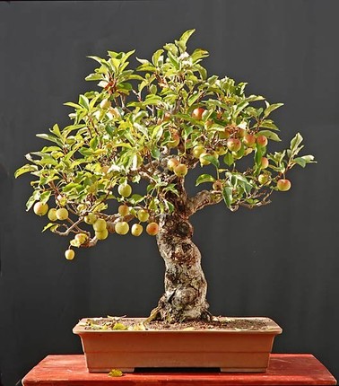 Me tit nhung chau bonsai cherry dep hut mat-Hinh-8