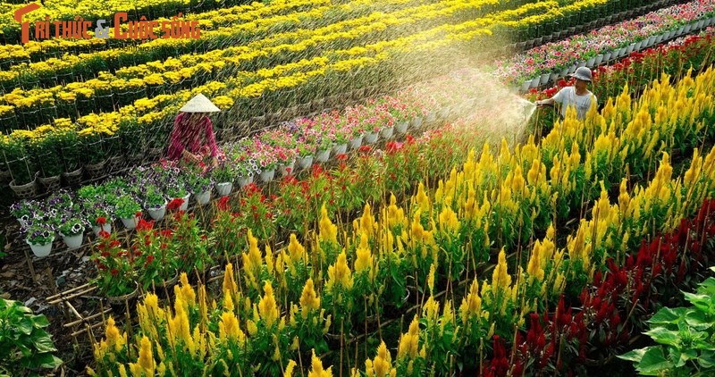 Sac Xuan ruc ro bao trum nhung lang hoa-Hinh-4